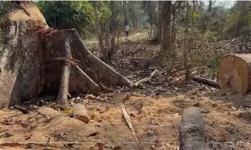95% hollong saplings destroyed in Tinsukias Nalani Forest, locals seek probe