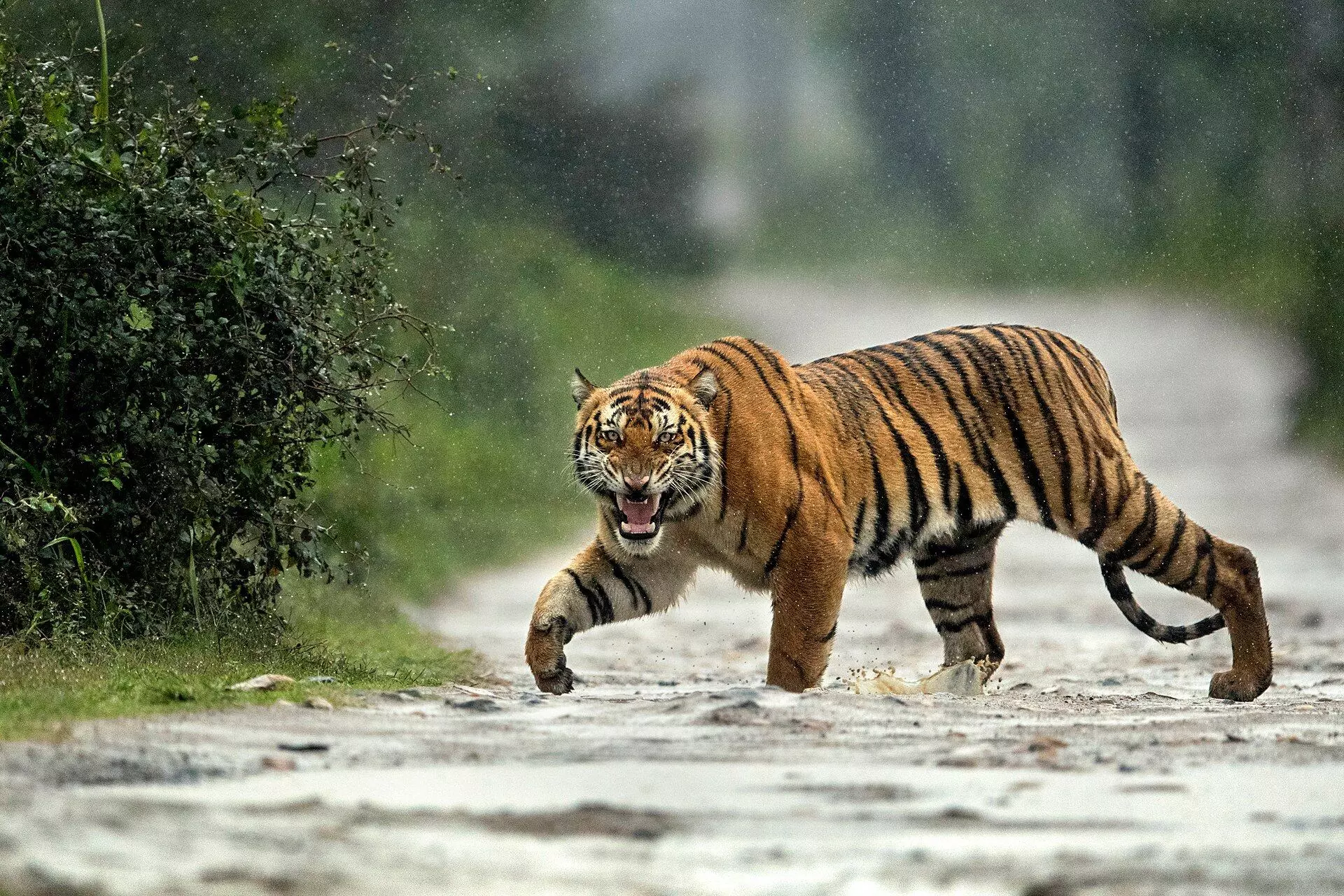 Tiger deaths in Kaziranga: What infighting reveals about habitat strain