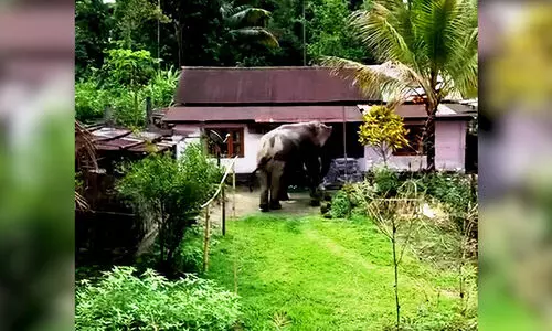 Habitat crisis deepens human-elephant conflict along Lakhimpurs interstate border