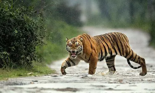 Tiger deaths in Kaziranga: What infighting reveals about habitat strain