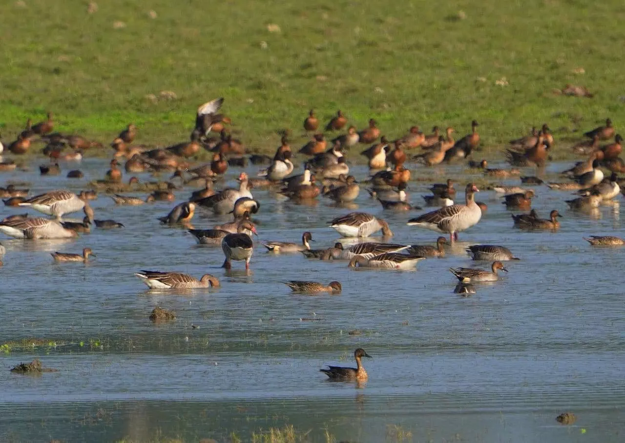 Kaziranga records 1.05L waterbirds across 107 species in 7th Waterbird Estimation