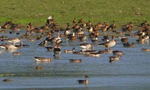 Kaziranga records 1.05L waterbirds across 107 species in 7th Waterbird Estimation