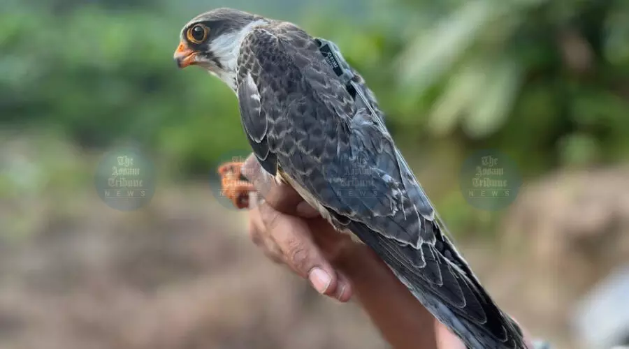 Manipur-tagged Amur falcons are healthy & active in Africa: Wildlife Institute of India Manipur-tagged Amur falcons are healthy & active in Africa: Wildlife Institute of India