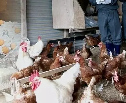 6,000 chickens culled in Patna amid bird flu scare 6,000 chickens culled in Patna amid bird flu scare