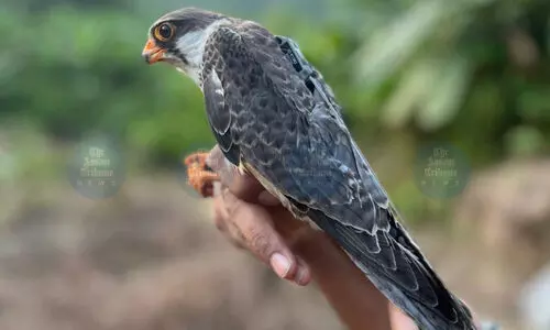 Manipur-tagged Amur falcons are healthy & active in Africa: Wildlife Institute of India
