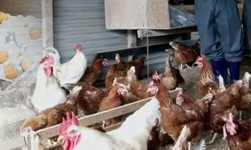 6,000 chickens culled in Patna amid bird flu scare