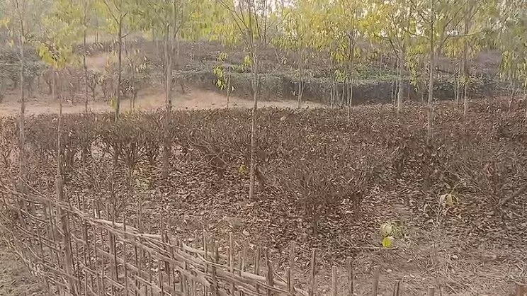 Six dry months threaten livelihoods of 2,000 Tengani tea growers in Golaghat Six dry months threaten livelihoods of 2,000 Tengani tea growers in Golaghat