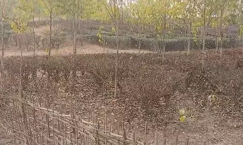 Six dry months threaten livelihoods of 2,000 Tengani tea growers in Golaghat