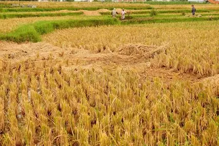 Server glitches delay crop loans in Coimbatore Server glitches delay crop loans in Coimbatore