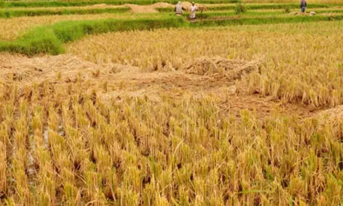 Server glitches delay crop loans in Coimbatore