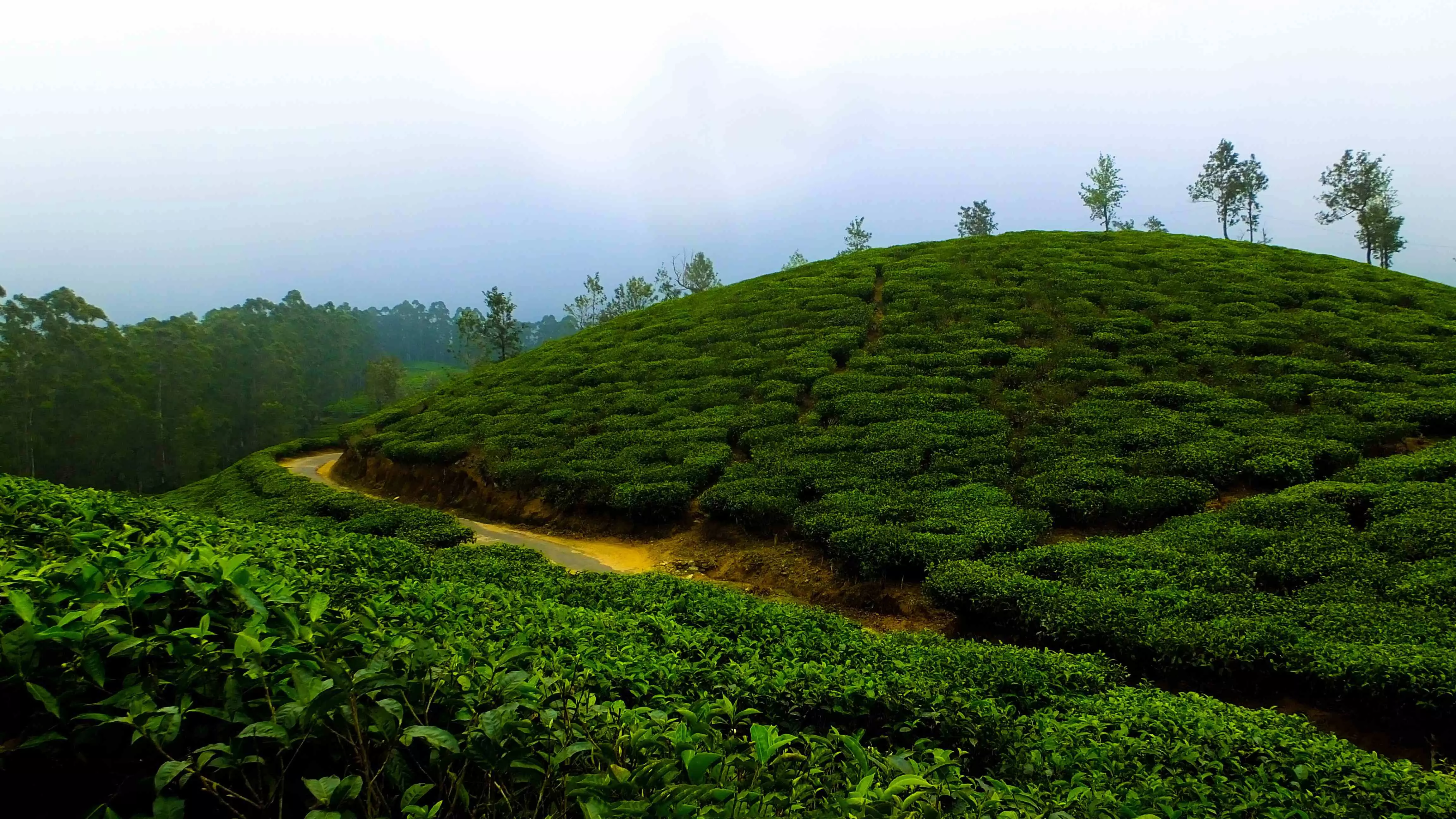 Nearly 100 million kg tea exports from Assam at risk amid West Asia conflict Nearly 100 million kg tea exports from Assam at risk amid West Asia conflict