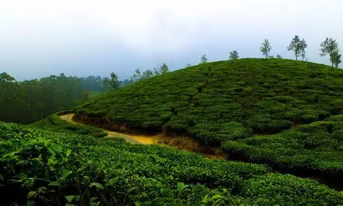 Nearly 100 million kg tea exports from Assam at risk amid West Asia conflict