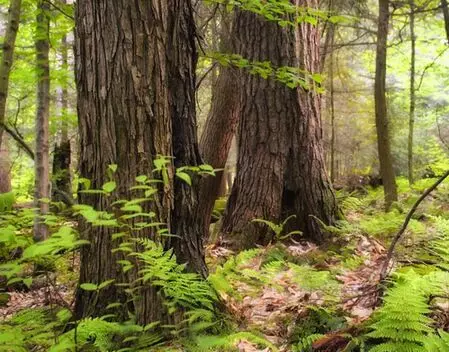 TN govt promotes tree cultivation on farms to raise income, green cover