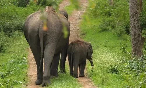 Tripura plans four elephant passes in Khowai to prevent train accidents