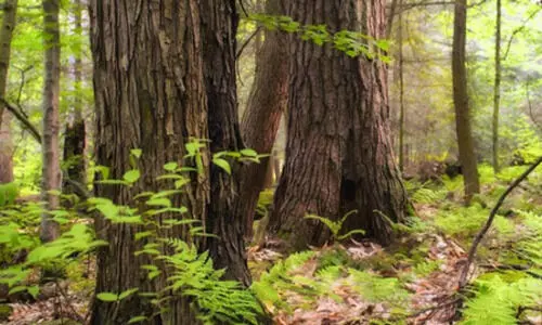 TN govt promotes tree cultivation on farms to raise income, green cover