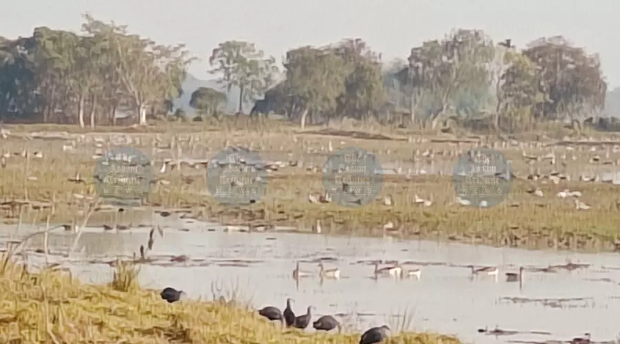 Pahugarh waterbody in Sivasagar faces neglect, migratory birds at risk