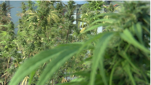 Are CBD Gummies Legal To Buy And Use?