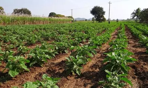 250 organic clusters planned to boost scientific farming in Northeast