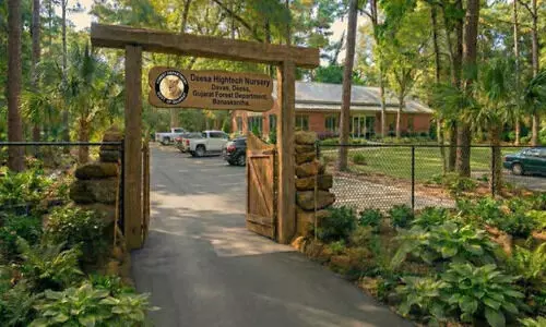 Gujarat launches hi-tech nursery to boost afforestation drive