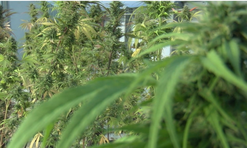 Are CBD Gummies Legal To Buy And Use?