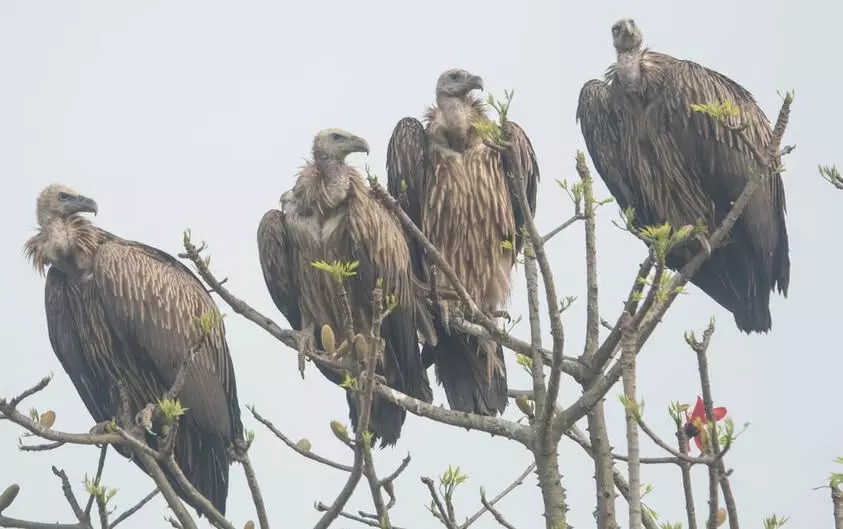 Over 700 vultures dead since 2018: experts raise alarm over Carbofuran use in Assam