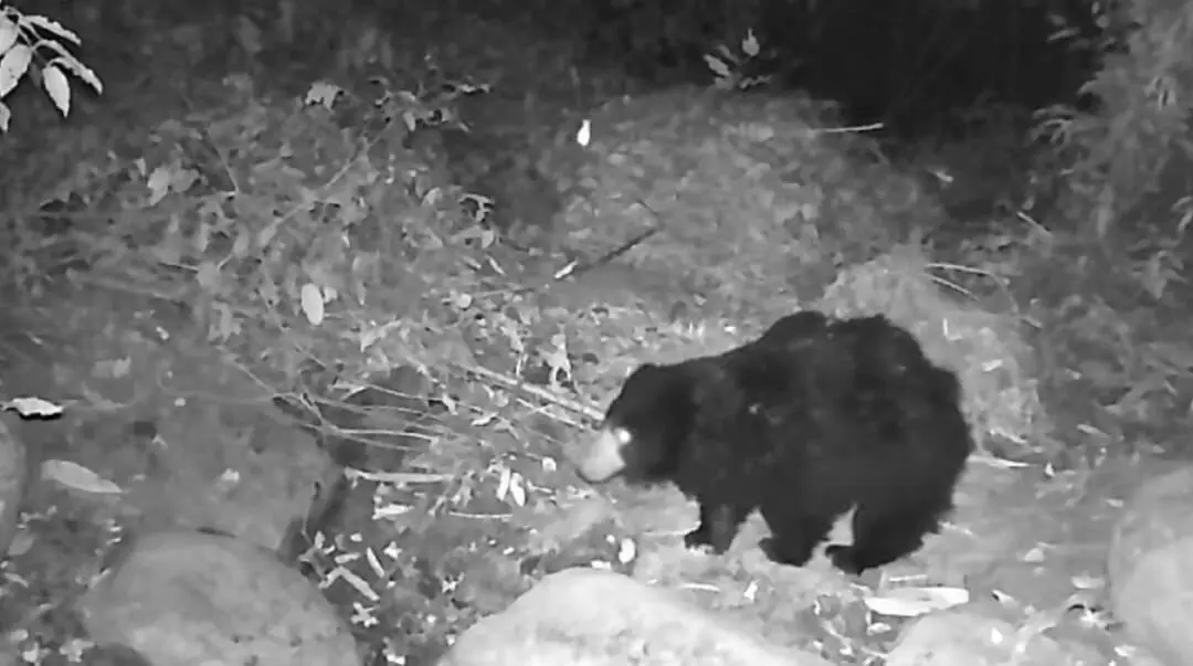 Black bear spotted in Rani Reserve Forest; CM highlights conservation success