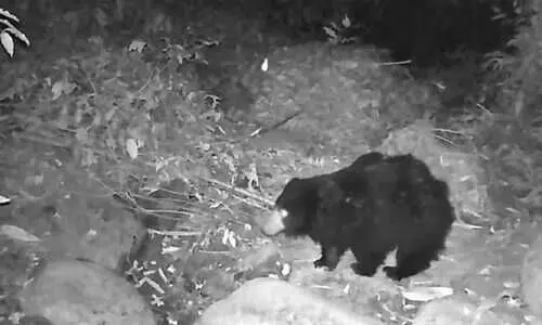Black bear spotted in Rani Reserve Forest; CM highlights conservation success