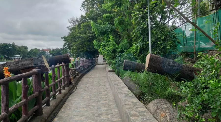 Assam felled 65,000 trees in CM Sarma’s tenure; over 1 lakh in decade: RTI reveals