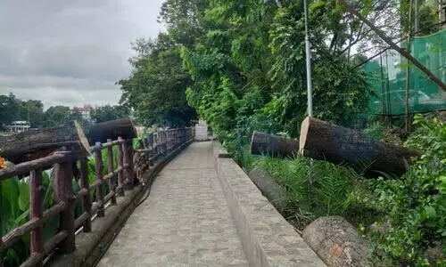 Assam felled 65,000 trees in CM Sarma’s tenure; over 1 lakh in decade: RTI reveals