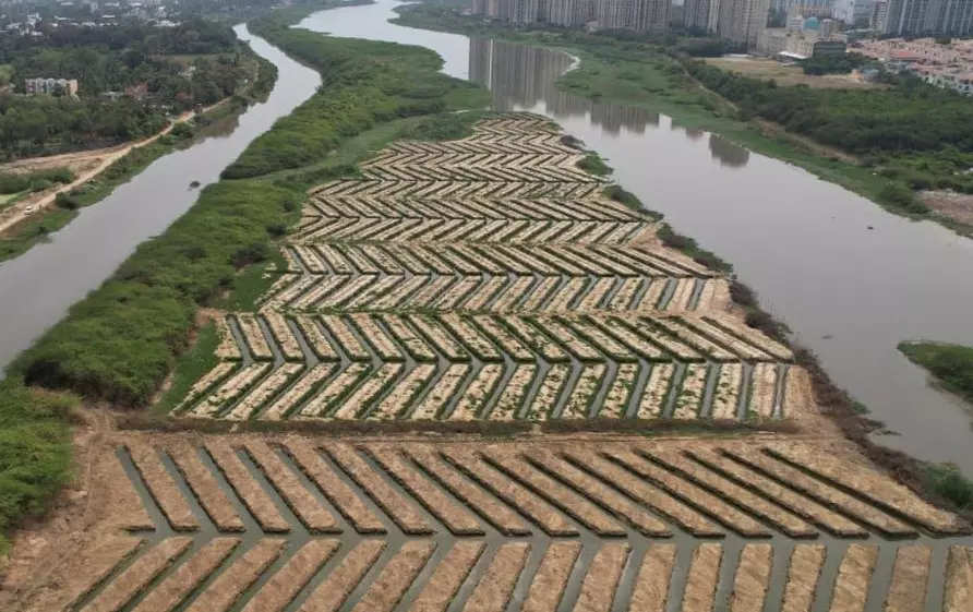20,000 mangroves planted along Buckingham Canal to aid Chennai