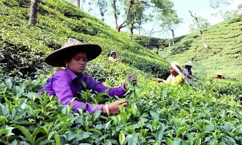 Tea garden workers in Assam to get Rs 30 interim wage hike from April 1