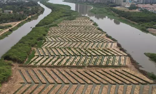 20,000 mangroves planted along Buckingham Canal to aid Chennai