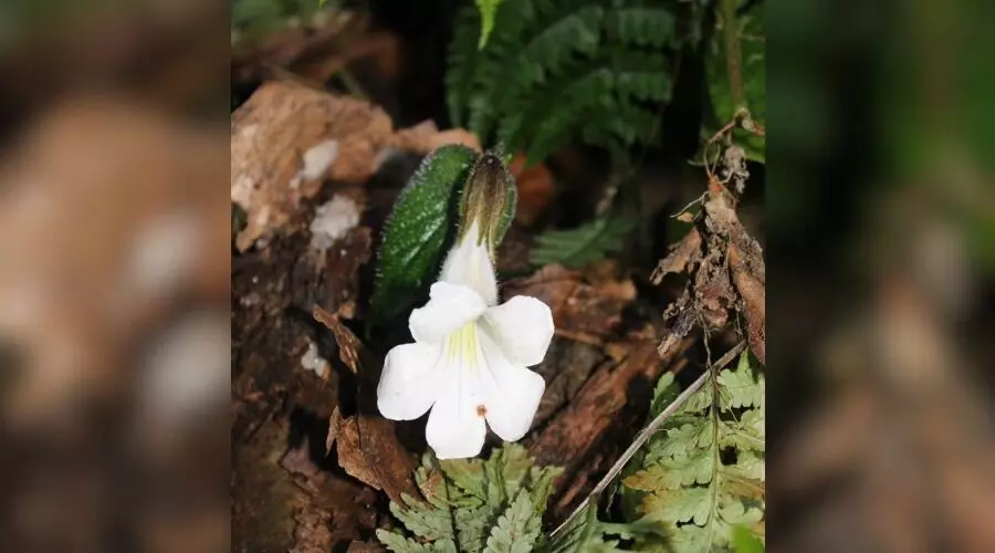 Rare plant rediscovered in Arunachals Lohit after 189 years