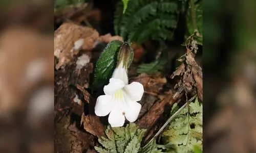 Rare plant rediscovered in Arunachals Lohit after 189 years