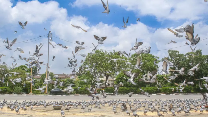 Delhi sees cleaner air after rain, AQI ‘satisfactory’ range