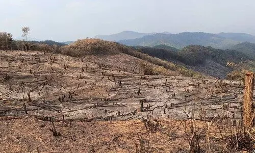 Over 2.6L trees cut for highway expansion in Manipur in 5 years: RTI reveals