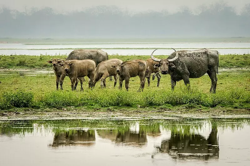 Kaziranga to translocate 50 wild buffaloes to MP’s Kanha Tiger Reserve in phases