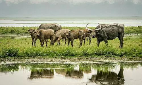 Kaziranga to translocate 50 wild buffaloes to MP’s Kanha Tiger Reserve in phases
