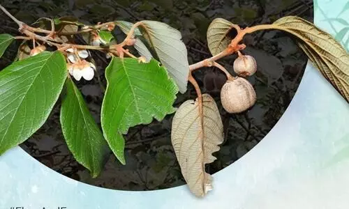 New wild kiwi species discovered in Arunachal’s Eastern Himalayas