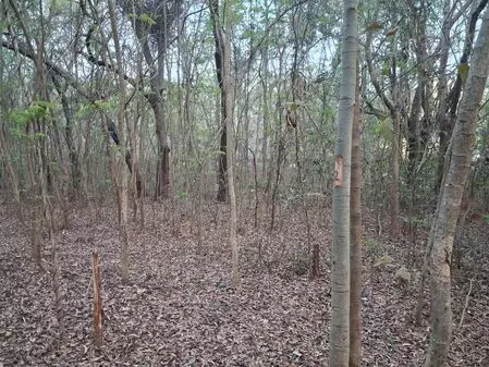 Odisha asked for report on 2,000 trees felling at NIT campus Odisha asked for report on 2,000 trees felling at NIT campus