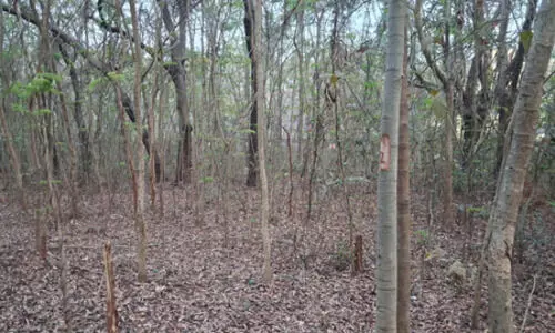 Odisha asked for report on 2,000 trees felling at NIT campus