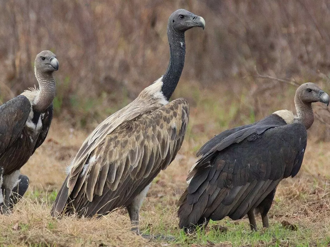 First captive-bred slender billed vultures released in Assam to boost population