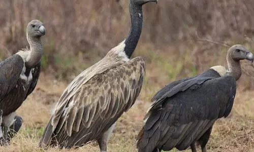 First captive-bred slender billed vultures released in Assam to boost population