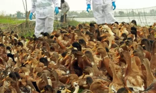 Flu outbreak in Chattisgarh , Bilaspur: Over 22,000 birds culled, buried