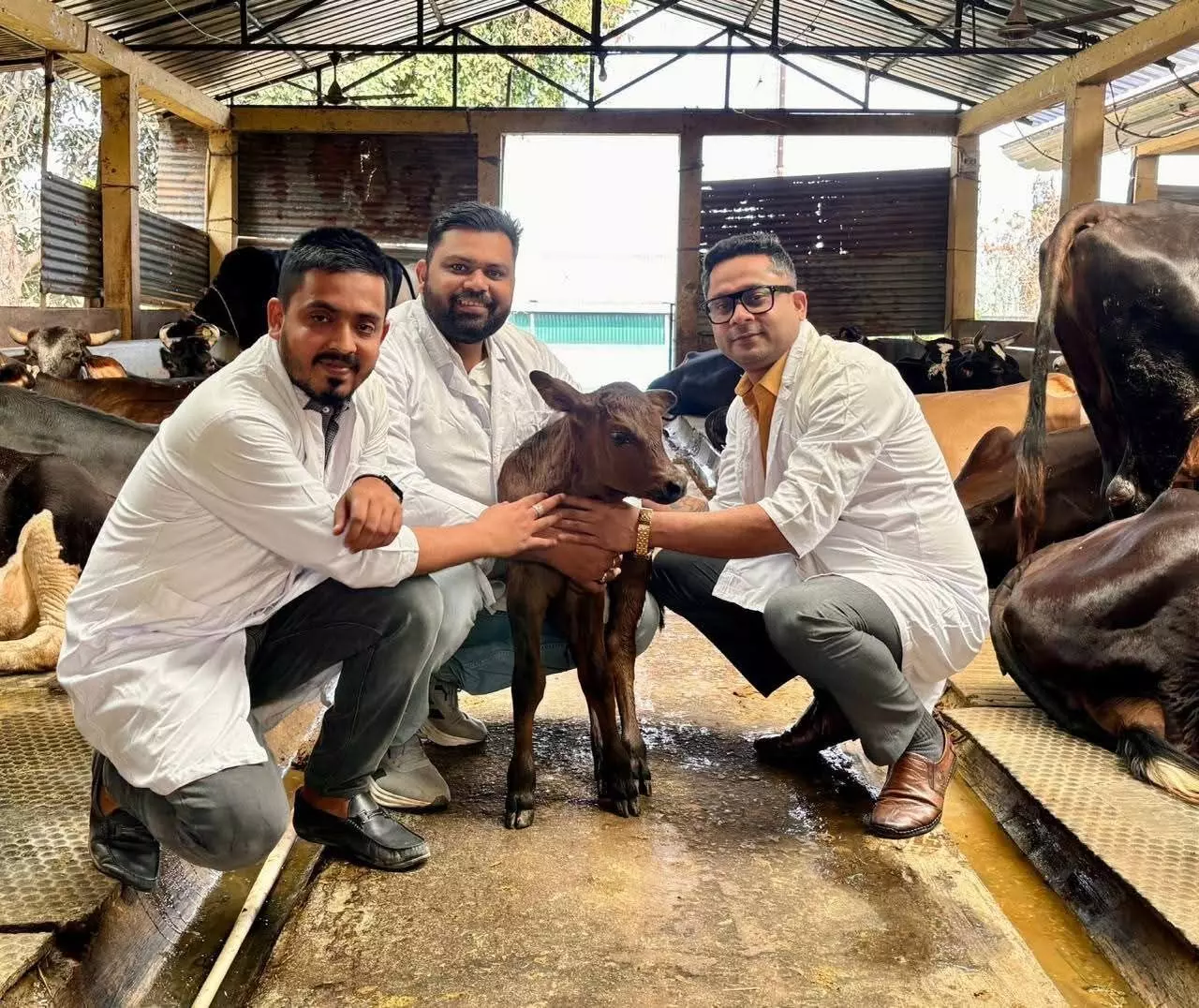 Assam gets first IVF-born calf in Sonapur using embryo transfer technology Assam gets first IVF-born calf in Sonapur using embryo transfer technology