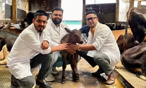 Assam gets first IVF-born calf in Sonapur using embryo transfer technology