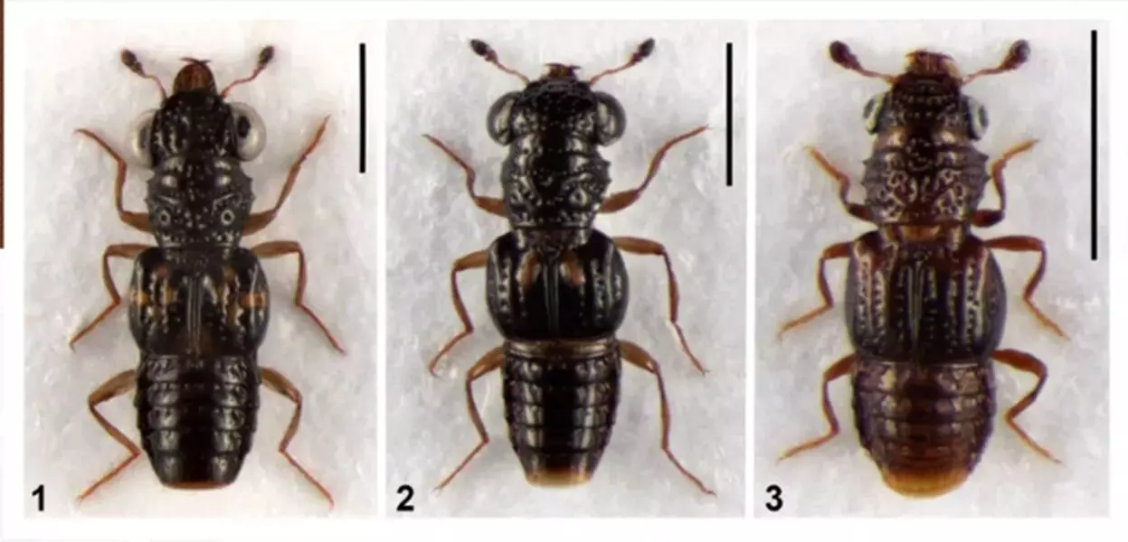 Three new beetle species discovered in Arunachal; focus on fragile ecosystems Three new beetle species discovered in Arunachal; focus on fragile ecosystems