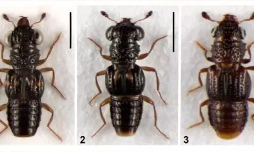Three new beetle species discovered in Arunachal; focus on fragile ecosystems