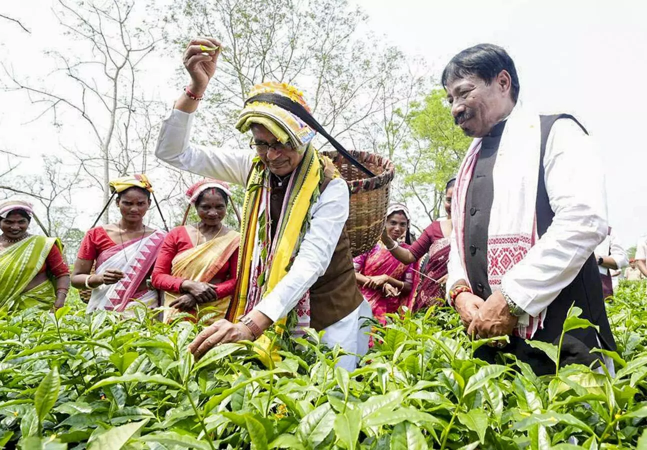Assam polls: Chouhan promises Rs 500 daily wage for tea workers, targets Congress Assam polls: Chouhan promises Rs 500 daily wage for tea workers, targets Congress