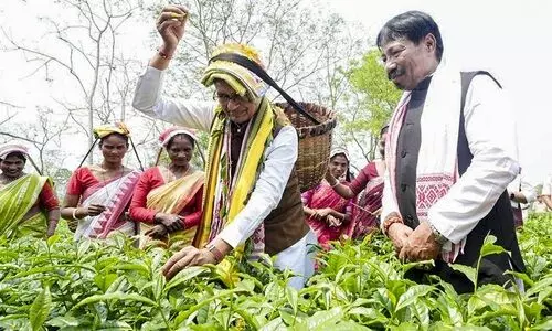 Assam polls: Chouhan promises Rs 500 daily wage for tea workers, targets Congress